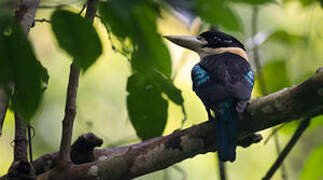 Rufous-bellied Kookaburra