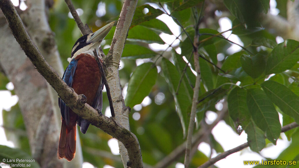 Rufous-bellied Kookaburra