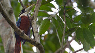 Rufous-bellied Kookaburra