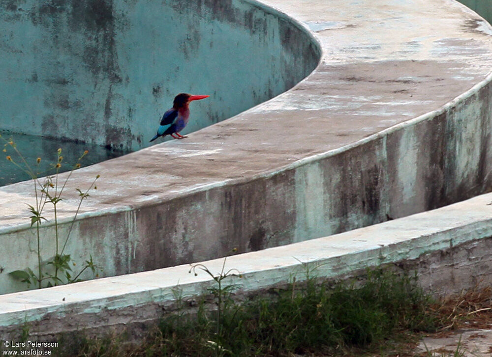 Javan Kingfisher