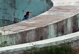Javan Kingfisher