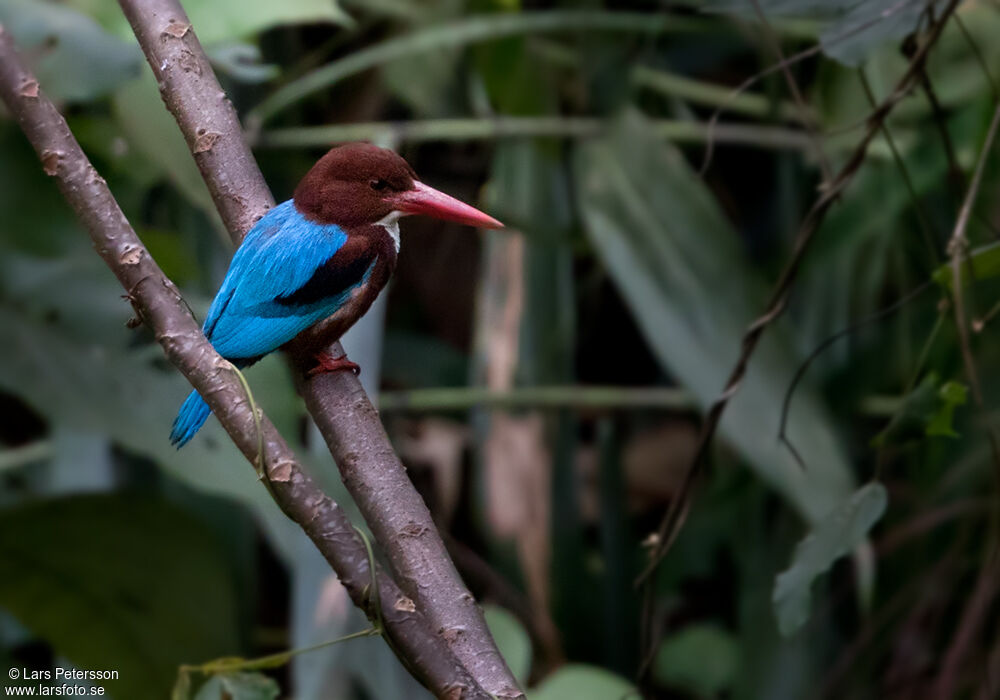 White-throated Kingfisher