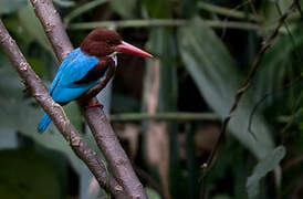 White-throated Kingfisher