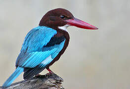 White-throated Kingfisher