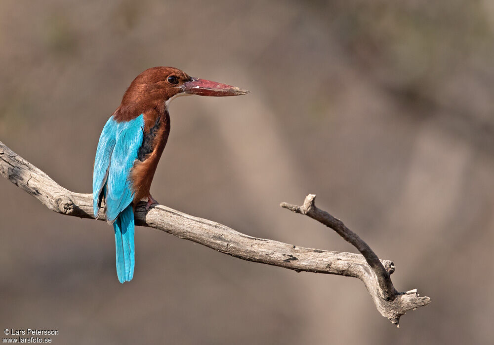 White-throated Kingfisher