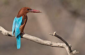 White-throated Kingfisher