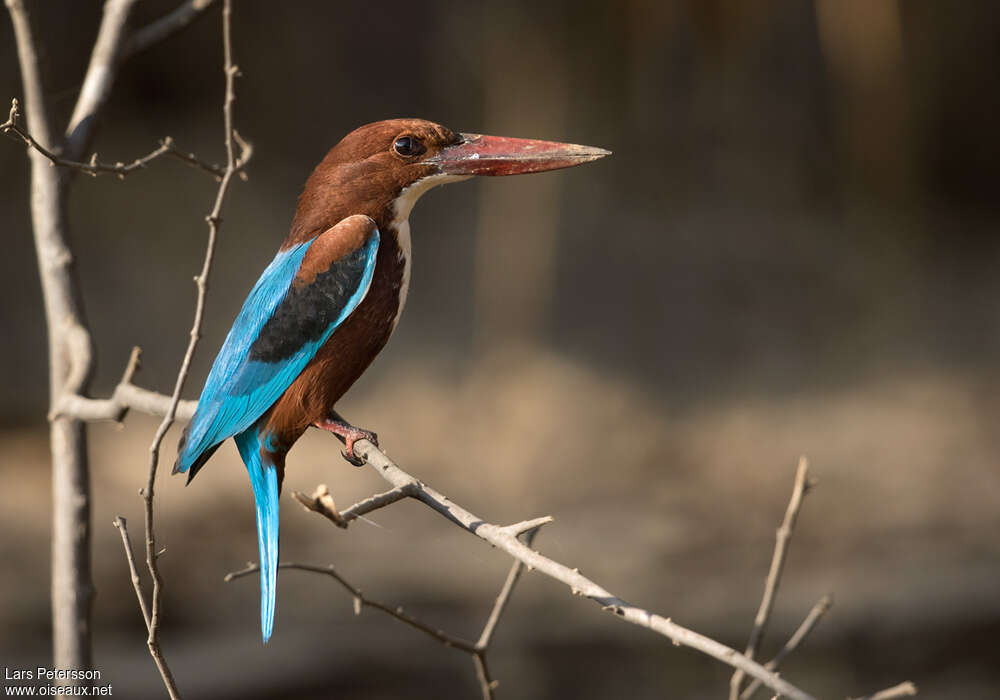 White-throated Kingfisheradult, identification