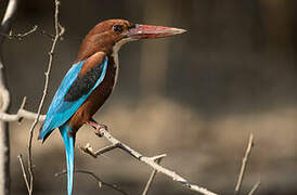 White-throated Kingfisher