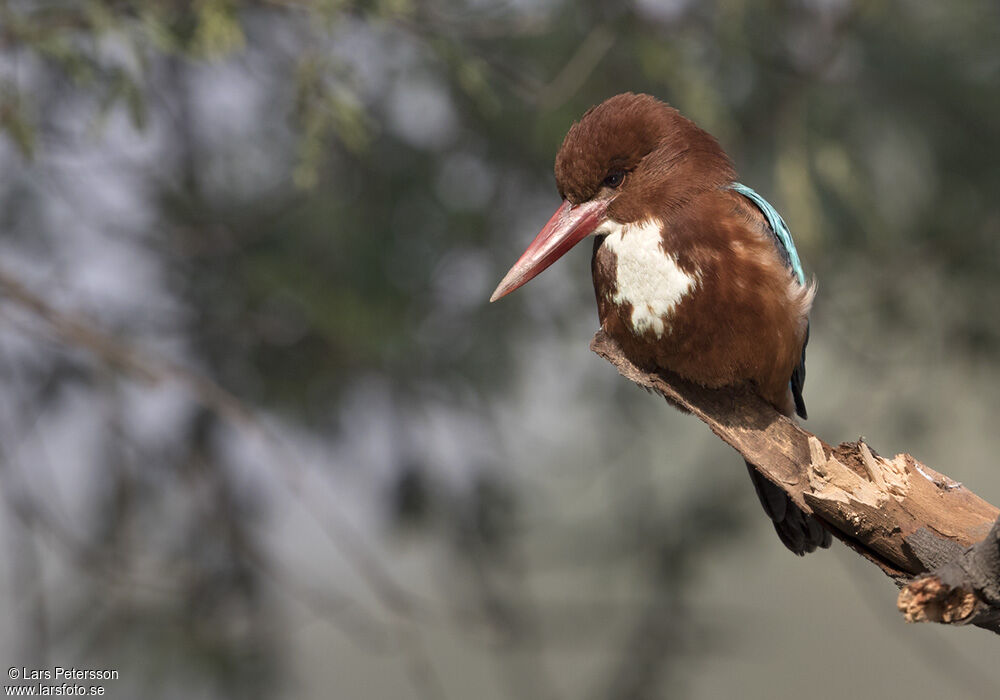 White-throated Kingfisher