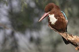 White-throated Kingfisher