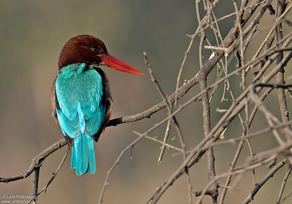 White-throated Kingfisher