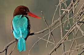 White-throated Kingfisher