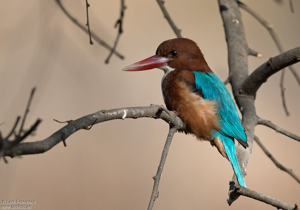 White-throated Kingfisher