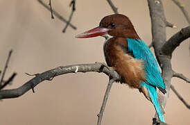 White-throated Kingfisher