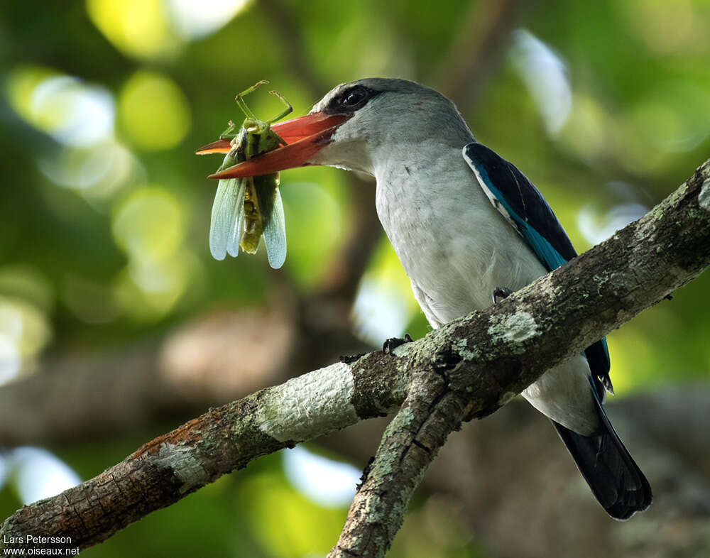 Mangrove Kingfisheradult, feeding habits, fishing/hunting