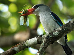 Martin-chasseur des mangroves