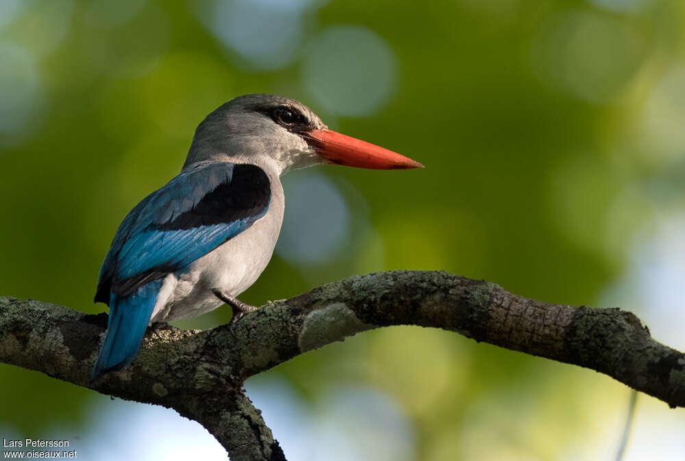 Mangrove Kingfisheradult, identification