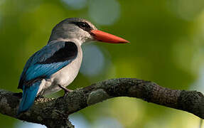 Mangrove Kingfisher