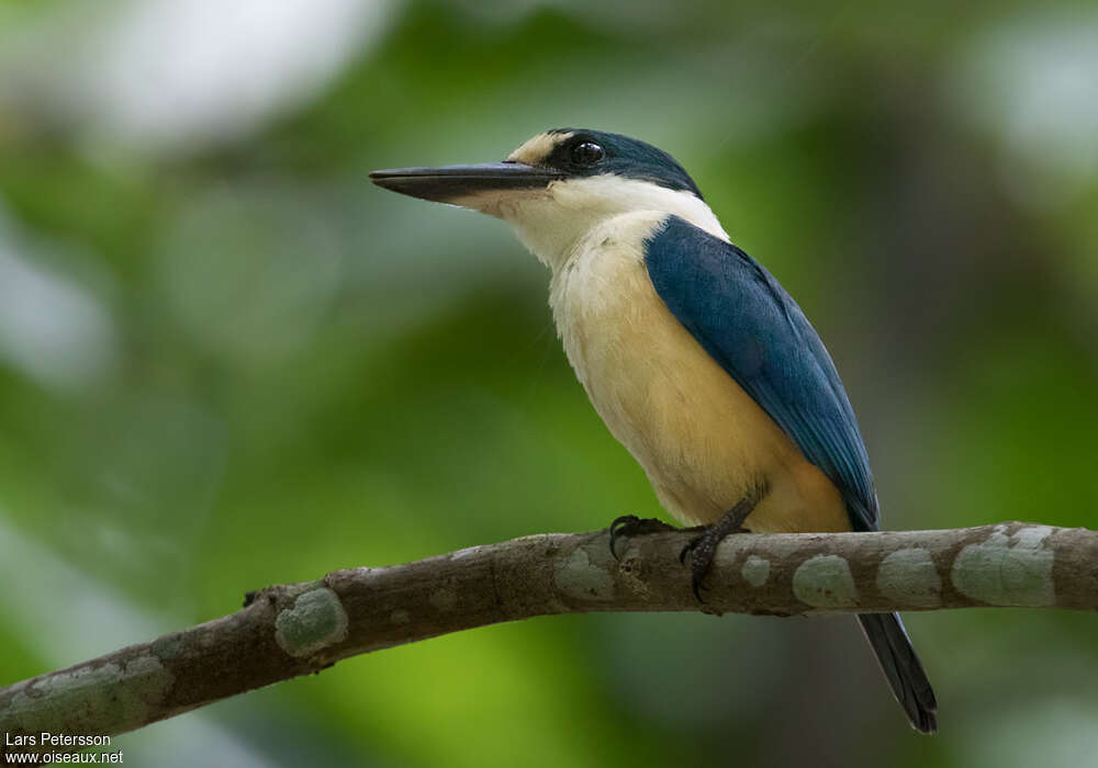 Martin-chasseur des Samoaadulte, identification