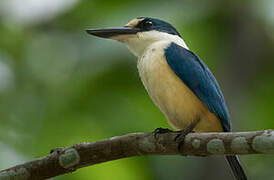 Flat-billed Kingfisher