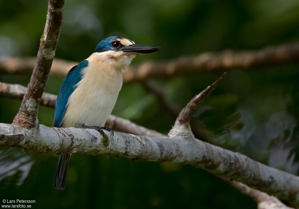 Flat-billed Kingfisher