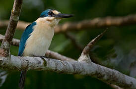 Flat-billed Kingfisher