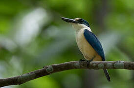 Flat-billed Kingfisher