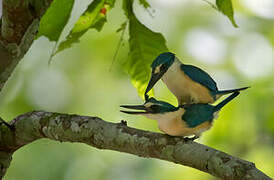 Flat-billed Kingfisher