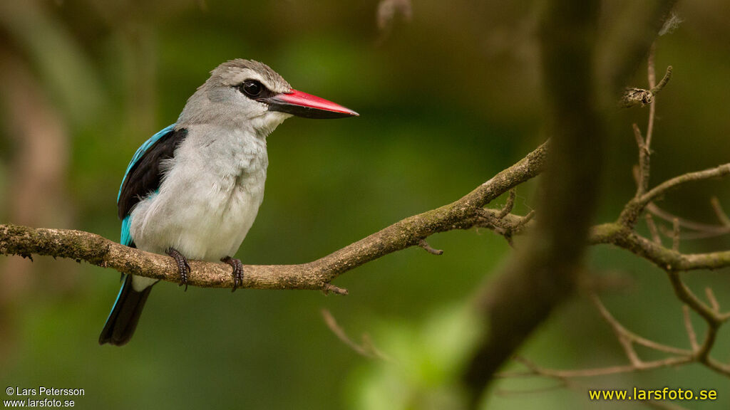 Woodland Kingfisher