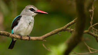 Woodland Kingfisher