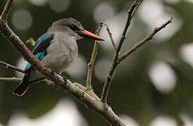 Woodland Kingfisher