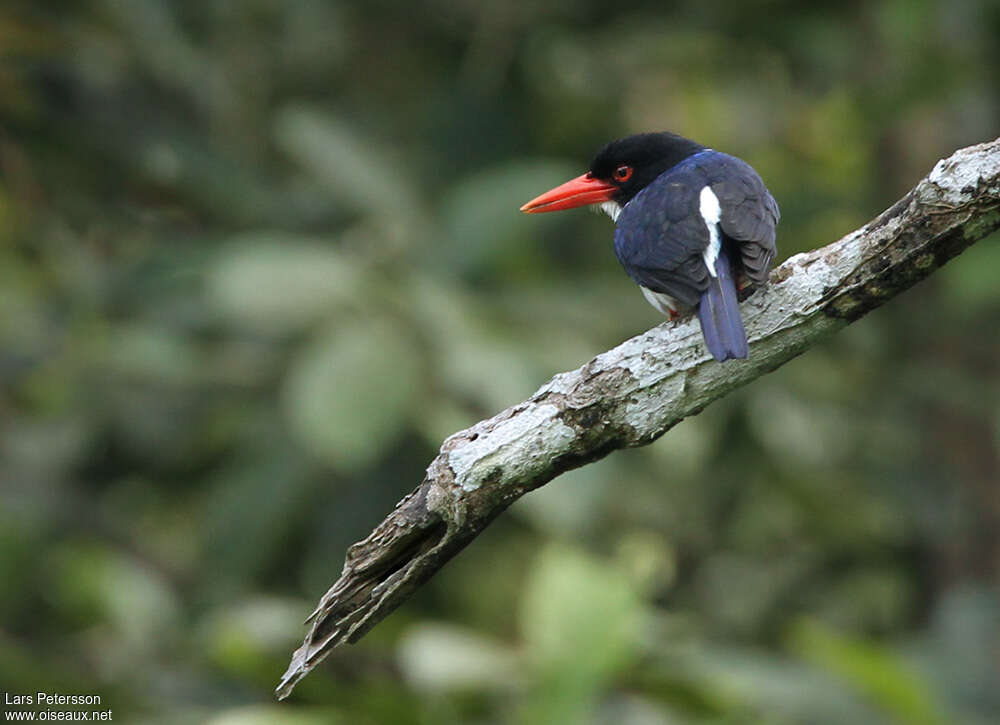 Glittering Kingfisheradult