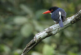 Glittering Kingfisher