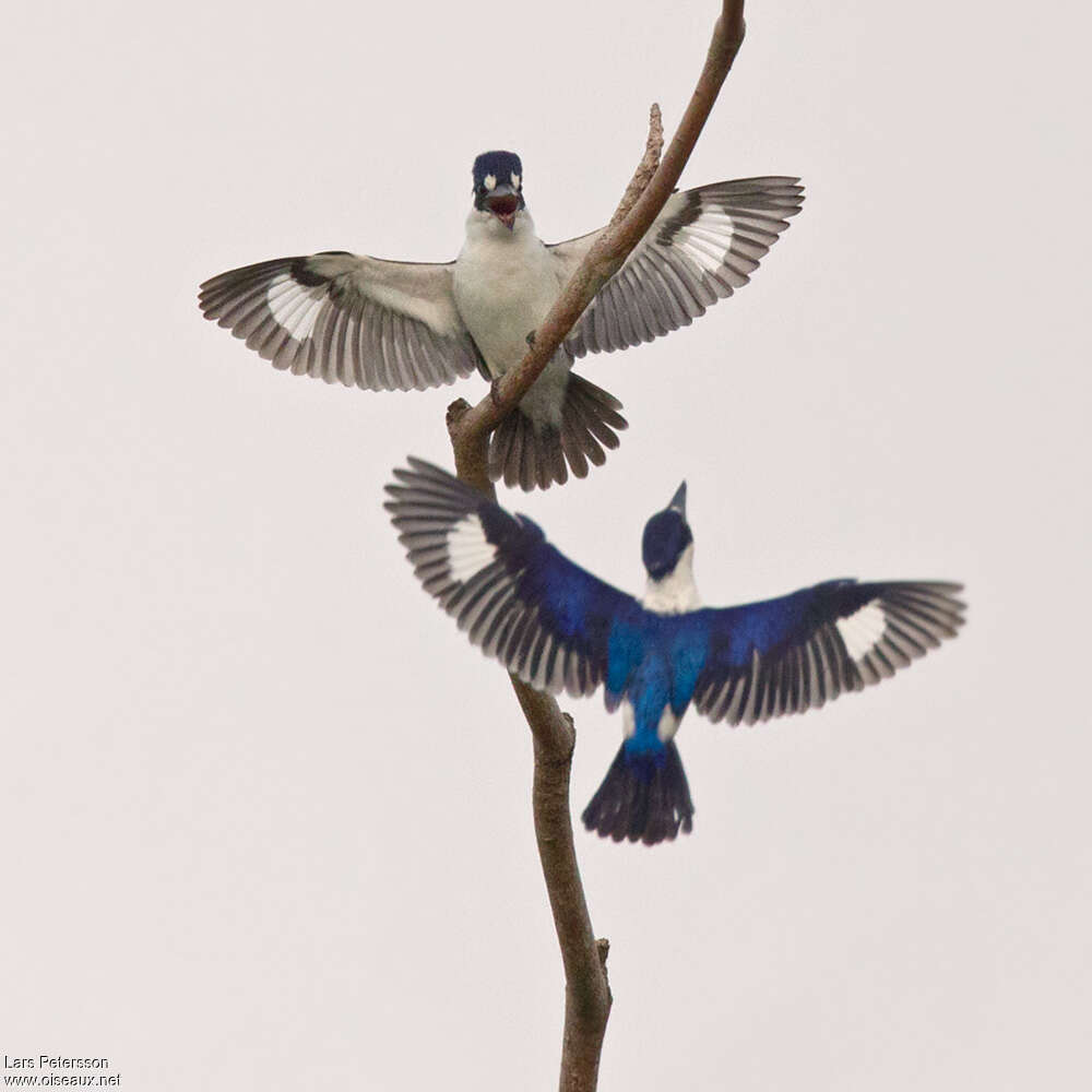 Forest Kingfisheradult, Flight, Behaviour