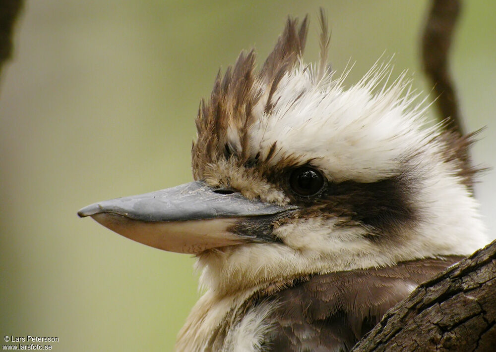 Laughing Kookaburra