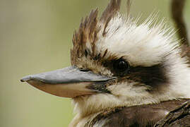 Laughing Kookaburra