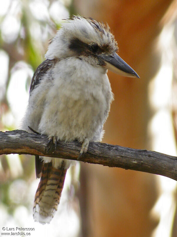 Laughing Kookaburra