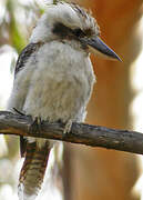 Laughing Kookaburra