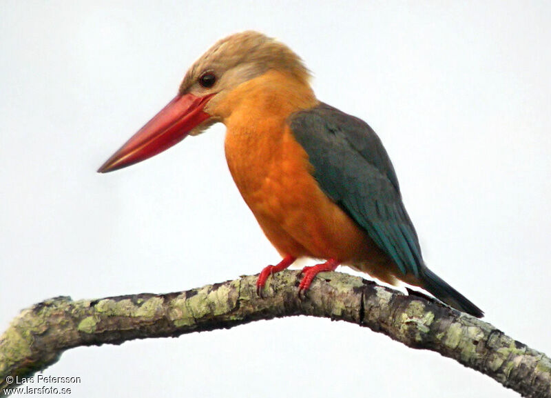 Stork-billed Kingfisher