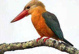 Stork-billed Kingfisher