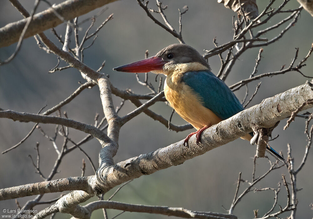 Martin-chasseur gurial