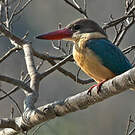 Martin-chasseur gurial