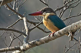 Stork-billed Kingfisher