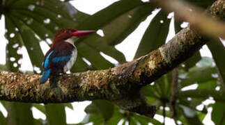 Chocolate-backed Kingfisher