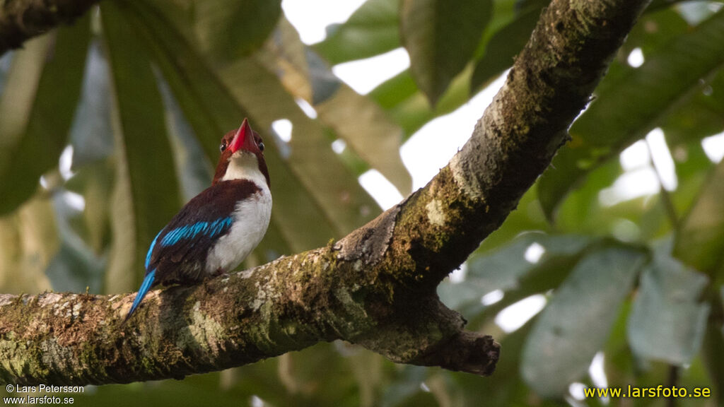 Chocolate-backed Kingfisher