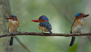 Banded Kingfisher