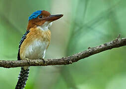 Banded Kingfisher