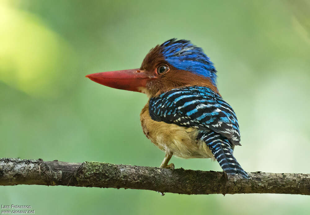 Banded Kingfisher male adult, identification