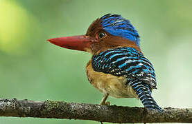 Banded Kingfisher