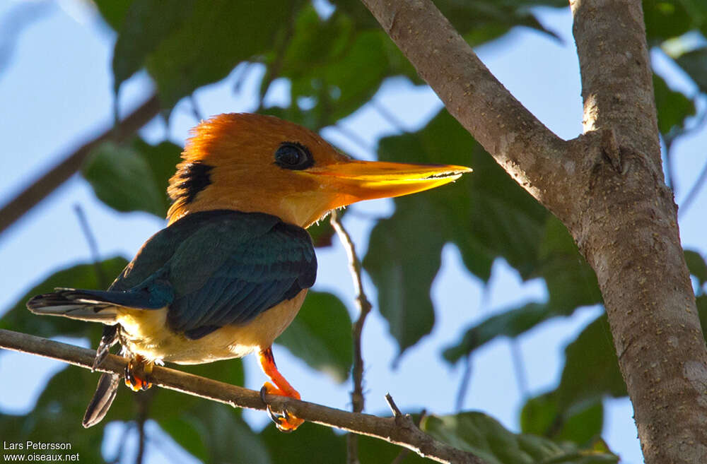 Mountain Kingfisher